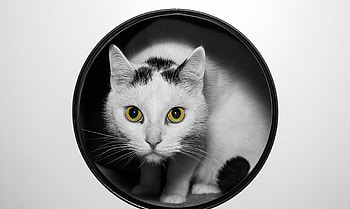 Cat, pisica, animal, white, black, yellow, eyes HD wallpaper