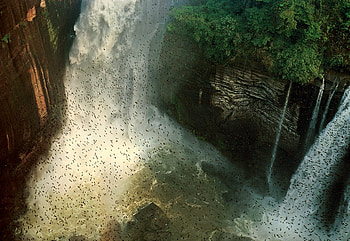 Birds in the Falls, birds, waterfalls, nature, water, rocks HD wallpaper
