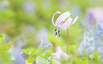 Spring_Blooms, flower, nature, flowers, blooms, spring, beauty HD wallpaper