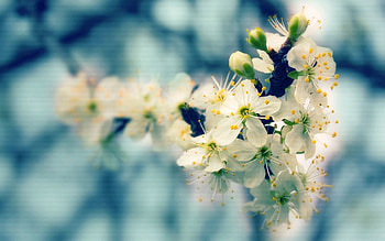 Flowers, Close-Up, Bloom, Flowering, Branch, Buds, Spring HD wallpaper