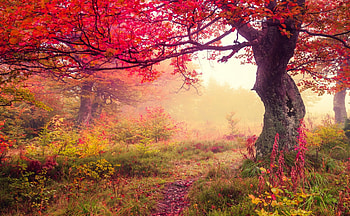 Red Tree on Autumn Path, trees, autumn, nature, red HD wallpaper