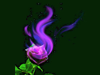 The Rose, blue, rose, pink, black, green leaves, abstract HD wallpaper