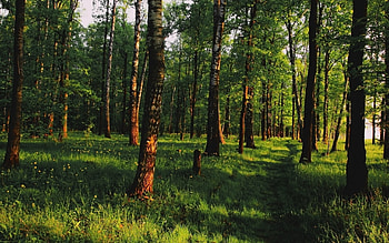 Nature, Trees, Grass, Forest, Path, Silence, Shadows, Trail, Track HD wallpaper