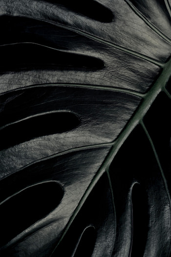 Plant, Macro, Dark, Leaflet, Monstera HD phone wallpaper