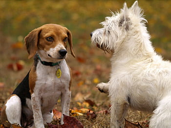 Two playful dogs, a Beagle and West Highland Terrier, among colorful autumn leaves. HD wallpaper
