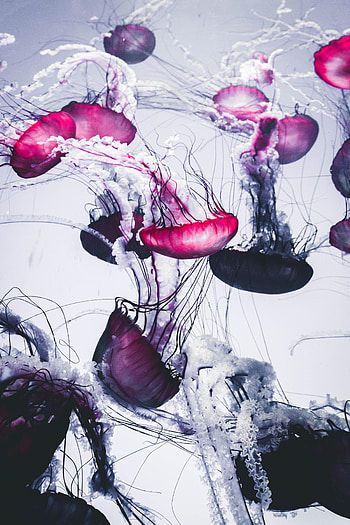 Animals, Jellyfish, Tentacle, Handsomely, It's Beautiful HD phone wallpaper