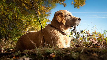 Labrador dog, Serene , 8 HD wallpaper