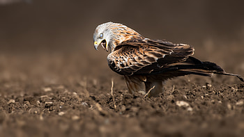 Eagle Swallow A Worm , eagle, birds HD wallpaper