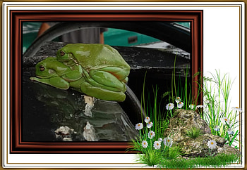 FRAMED FROGS, FROG, NATURE, FRAMED HD wallpaper