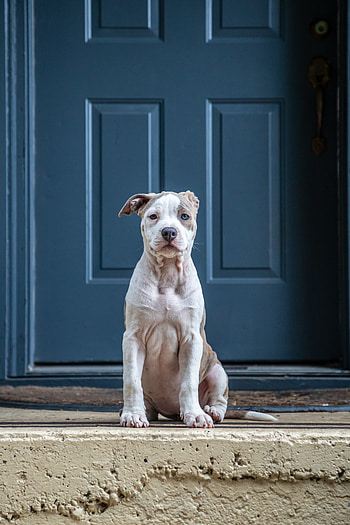 Funny, Animals, Dog, Pet, Sight, Opinion, Door HD phone wallpaper