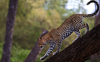 Animals, Wood, Leopard, Tree, Predator, Big Cat, Stroll, Tail HD wallpaper