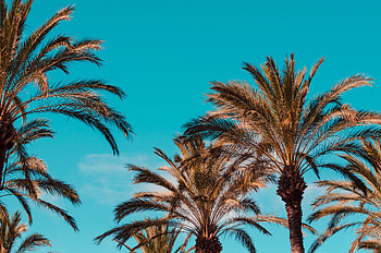 Nature, Palms, Italy, Genoa HD wallpaper