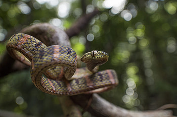 Boiga snake, Reptile graphy, Unique perspective, Natural world HD wallpaper