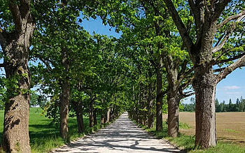 Oak Avenue in Latvia, oaks, avenue, Latvia, trees, road, alley HD wallpaper