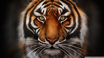 0 Tiger Full Tiger Full HD wallpaper