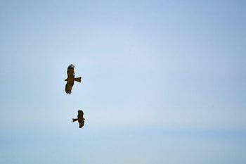 Animals, Sky, Hawks, Bird, Flight, Wings HD wallpaper