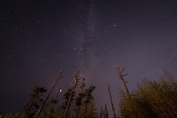 Nature, Trees, Stars, Night, Starry Sky, Bottom View HD wallpaper