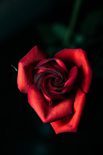 Flowers, Rose Flower, Rose, Petals, Bud, Close-Up HD phone wallpaper