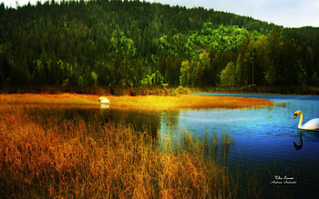 ✼.Lake of Swan.✼, blue, plants, colors, peaceful, scenery, animals, waterscapes, scenic, trees, water, places, stunning, white, splendid, magnificent, beautiful, grass, creative pre-made, lakes, landscapes, swans, cool, view, clouds, nature, sky, swan HD wallpaper