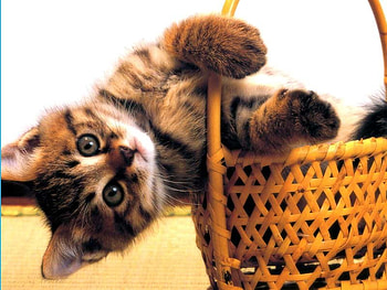 Kitten in the basket, basket, kitten, cat, pet HD wallpaper