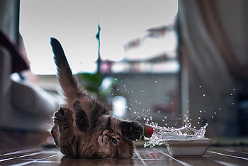 Animals, Cat, Spray, Bowl, Playful, Floor HD wallpaper