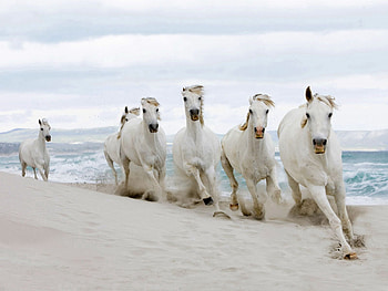 Animals, Horses, Sand, Herd, Run, Running HD wallpaper