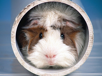 Animals, Guinea Pigs HD wallpaper