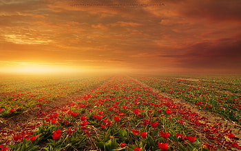 Flower Fields Nature, flowers, nature, fields HD wallpaper