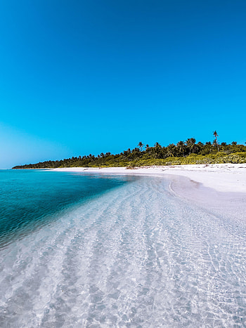 Beach, Nature, Palms, Shore, Bank, Island, Maldives HD phone wallpaper