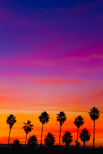Nature, Sunset, Sky, Palms, Silhouette HD phone wallpaper