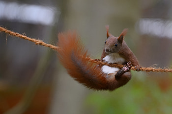 Red-squirrel, chipmunk, Animal, Red, squirrel HD wallpaper