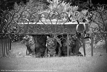 Garden Table, garden, table, cat, animals HD wallpaper