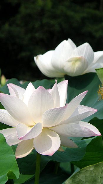 Lotus Flower, White HD phone wallpaper