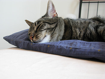 Cat Nap, nap, black, grey, cute, cat, napping, sleeping HD wallpaper