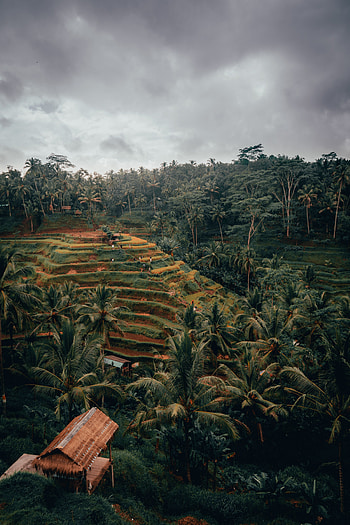 Nature, Fields, Palms, View From Above, Hills, Tropics HD phone wallpaper