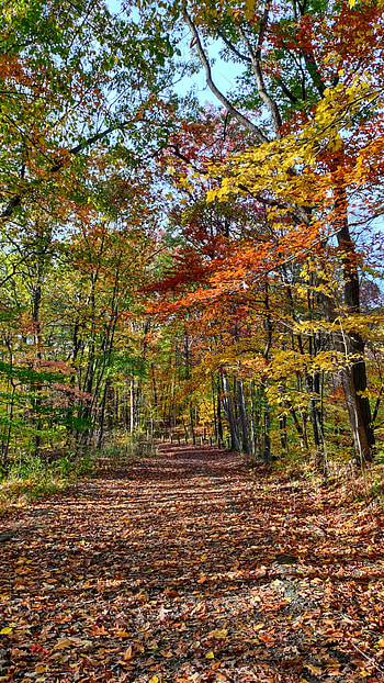 Autumn Path, leaves, road, woods, Fall, trees, colorful HD phone wallpaper