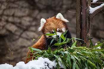 Red Panda, red-panda, panda, animals HD wallpaper