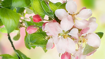 Cherry Blossoms, tender, delicate, flowers, spring HD wallpaper