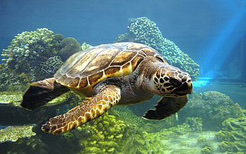 Animals, Turtles, Sea HD wallpaper