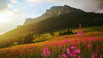 Sunset in Mala Fatra, Slovakia, fiels, wildflowers, trees, flowers, sky, mountains HD wallpaper