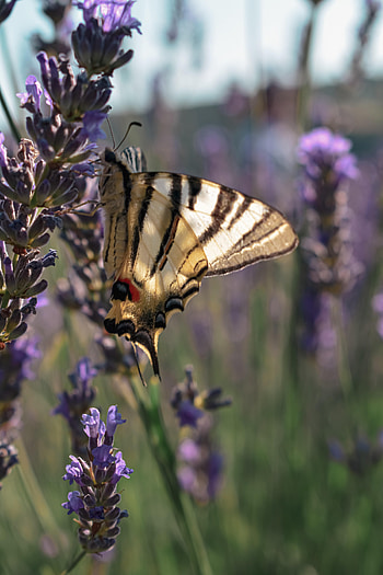 Animals, Flowers, Pattern, Butterfly, Wings, Tropical HD phone wallpaper