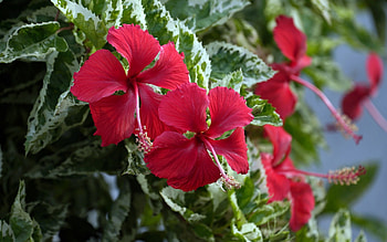 Hibiscus, nature, flowers, red HD wallpaper