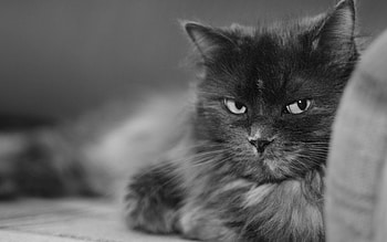 Animals, Cat, Fluffy, Muzzle, Bw, Chb, Large, Big HD wallpaper