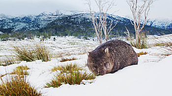 Cradle Mountain–Lake St Clair National Park, Wombats HD wallpaper