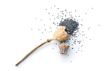 Poppy Seeds, Media inaccuracies, Drug testing facts, Legal implications HD wallpaper