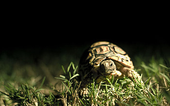 Animals, Grass, Macro, Dark Background, Carapace, Shell, Turtle HD wallpaper