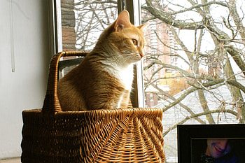 ✿ On the window ✿, sweet, window, cat, looking, basket, animals, love, ginger cat, paw print, pet, lovely, forever HD wallpaper