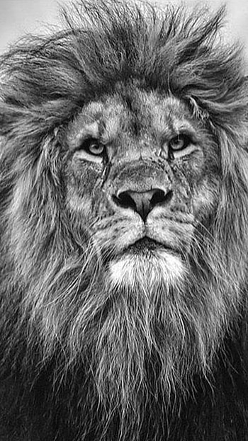 Black Lion, Royal Animal HD phone wallpaper