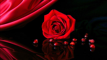 Red Rose, decoration, reflection, still Life, rubins, blossom HD wallpaper