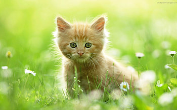 Animals, Cats HD wallpaper